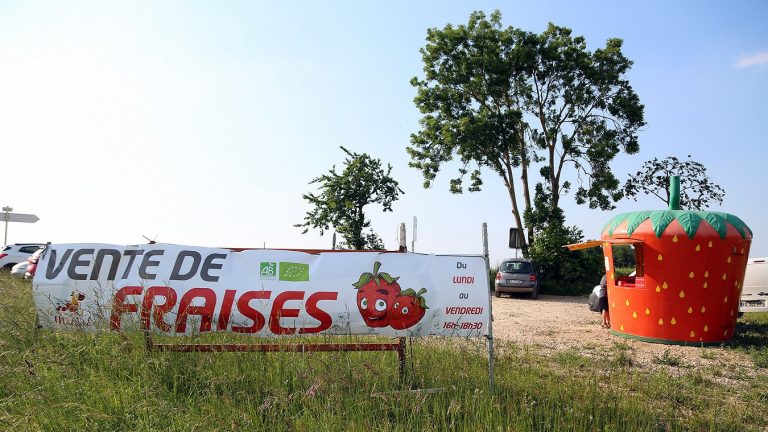 Sur la gauche, une banderole annonce "vente de fraises". Sur la droite, une fraise de deux mètres de haut se dresse, c'est le point de vente. Tout cela sous le Soleil en Alsace.