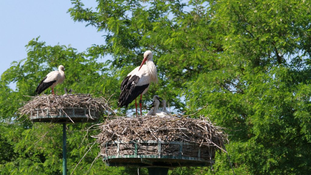 Deux cigognes dans leur nid.