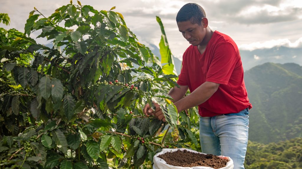 Un homme dans une plantation de café.