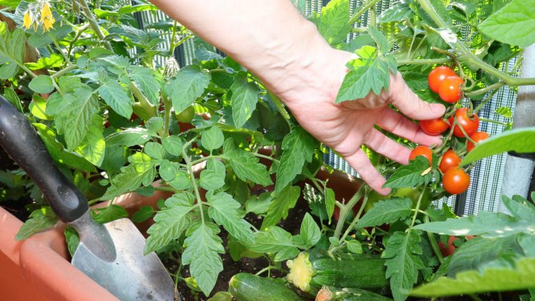 Votre potager peut-il vous permettre de faire de grosses économies ?