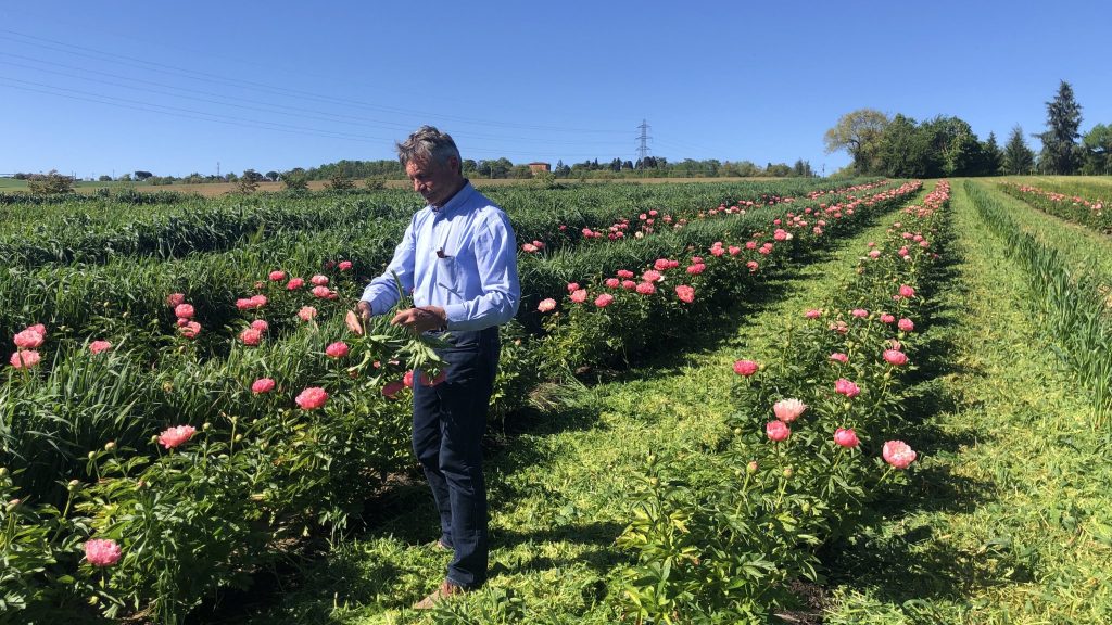 Dominique Rougeau dans son champs de pivoines à Verfeil