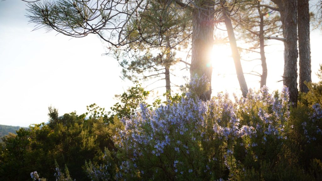 Marseille : ouverture d’une pépinière de plantes locales