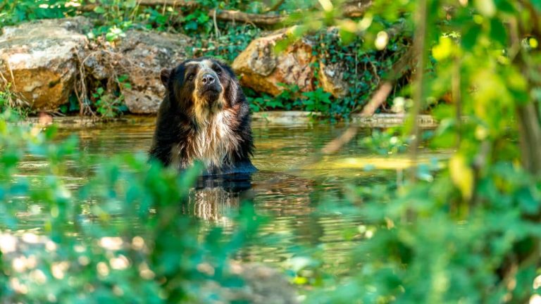 Ours-lunettes-©-Bioparc-S.Gaudard-