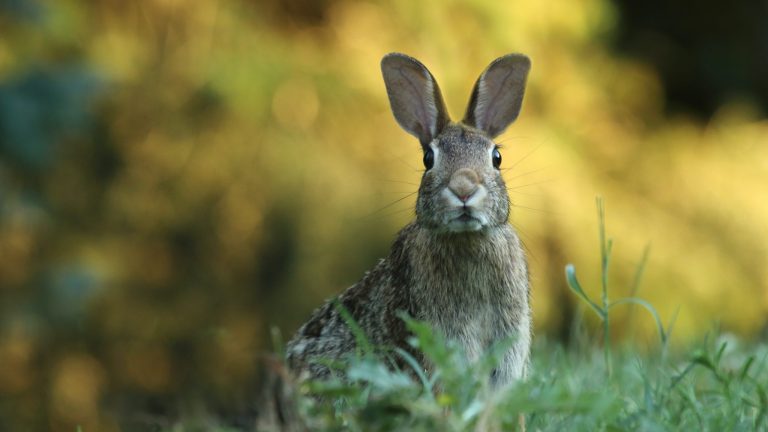 Un lapin dans la nature