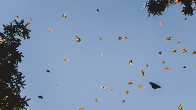 Une nuée de papillions dans le ciel