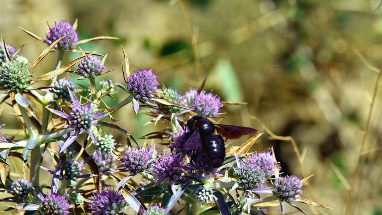 Qui sont les abeilles charpentières présentes dans nos jardins ?