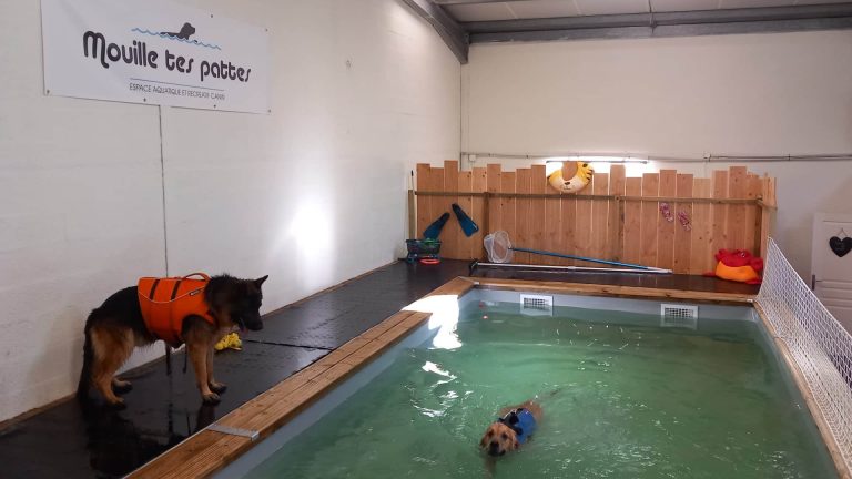 Deux chiens se baignent dans la piscine Mouille tes pattes