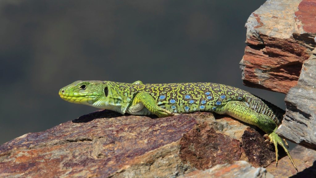 Un lézard ocellé sur une pierre.