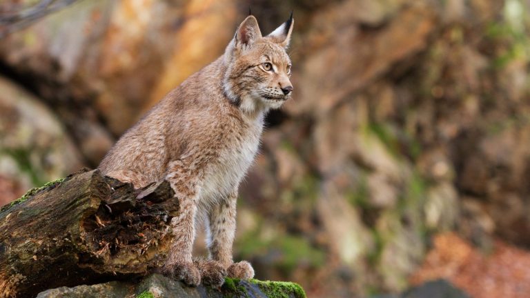 lynx Centre Athénas