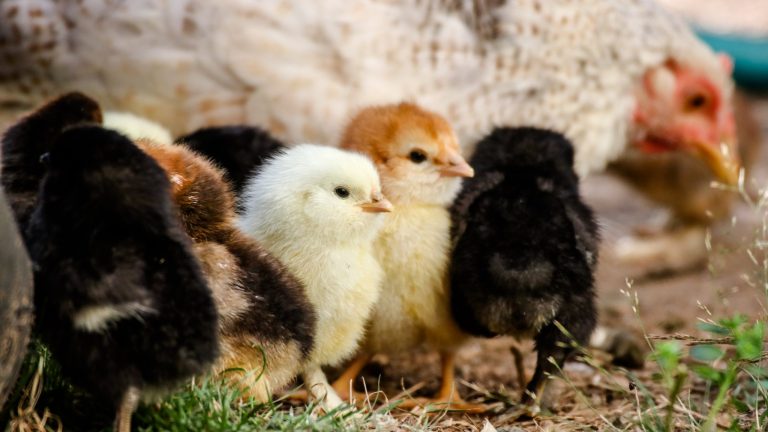 Des poussins avec une poule