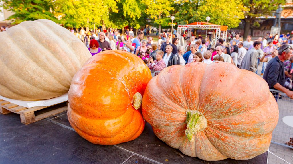 On était aux championnats de France de légumes géants !