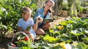 courgettes