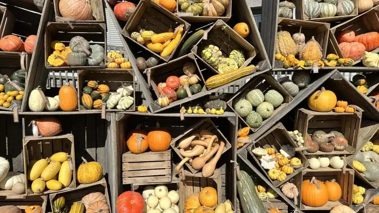 Le Potager Extraordinaire : un parc de loisirs dédié aux végétaux