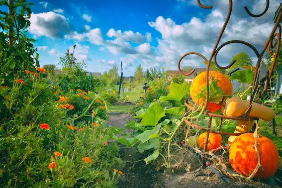 La pelle du jardin