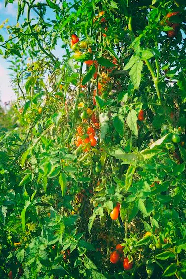 La pelle du jardin