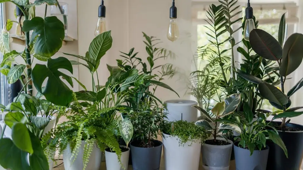 green plant in white ceramic pot