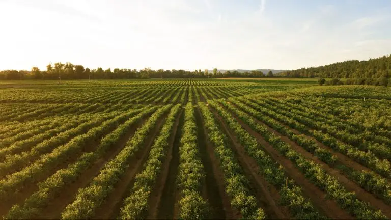 Une terre agricole très verte