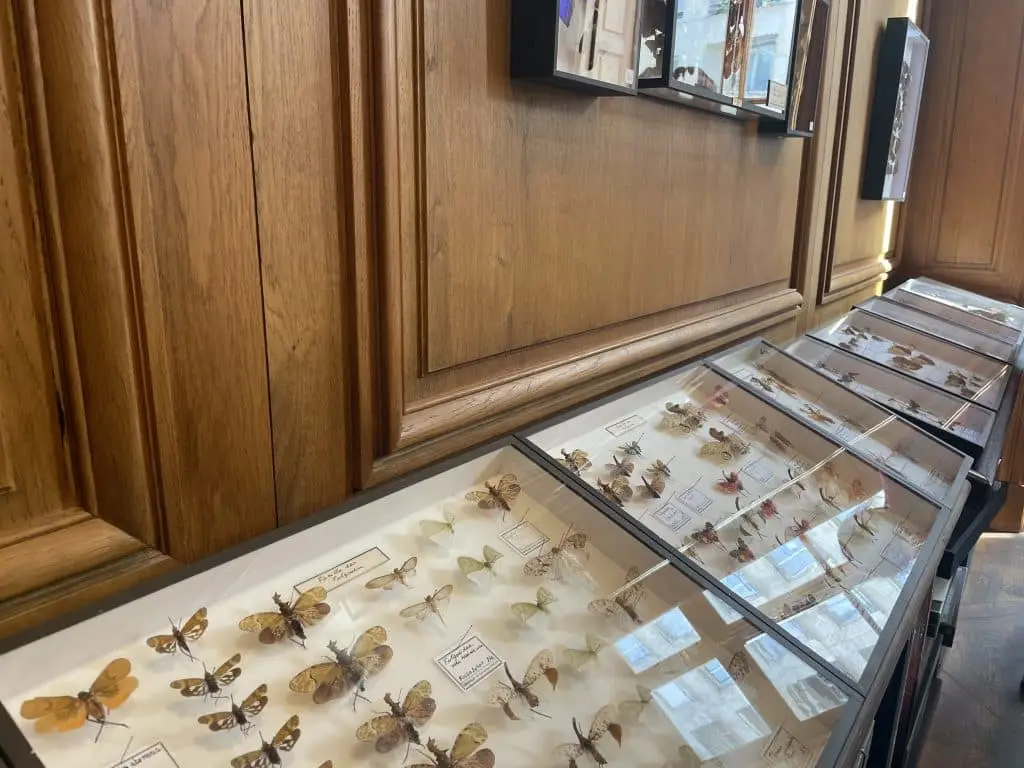 La pièce d'entomologie à la maison Deyrolle.