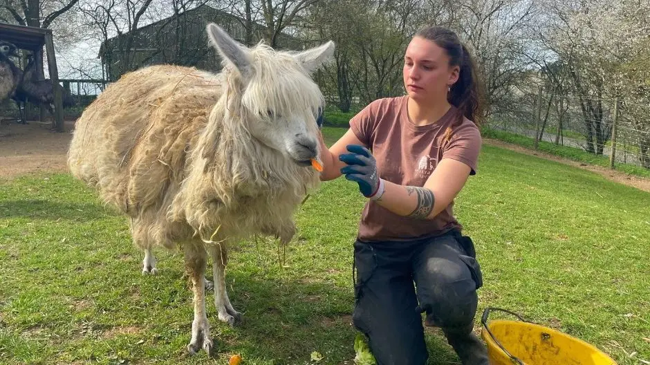 Des animaux pensionnaires du refuge de l'Arche