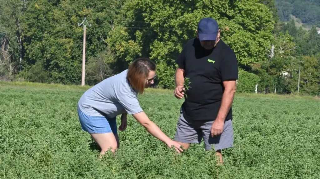 Des producteurs de Stévia dans le Lot-et-Garonne.