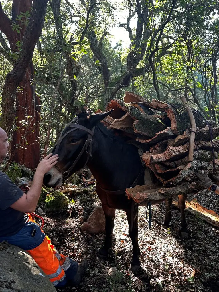 Corse : Découvrir le Liège avec Valere Serra, artisan liégeur