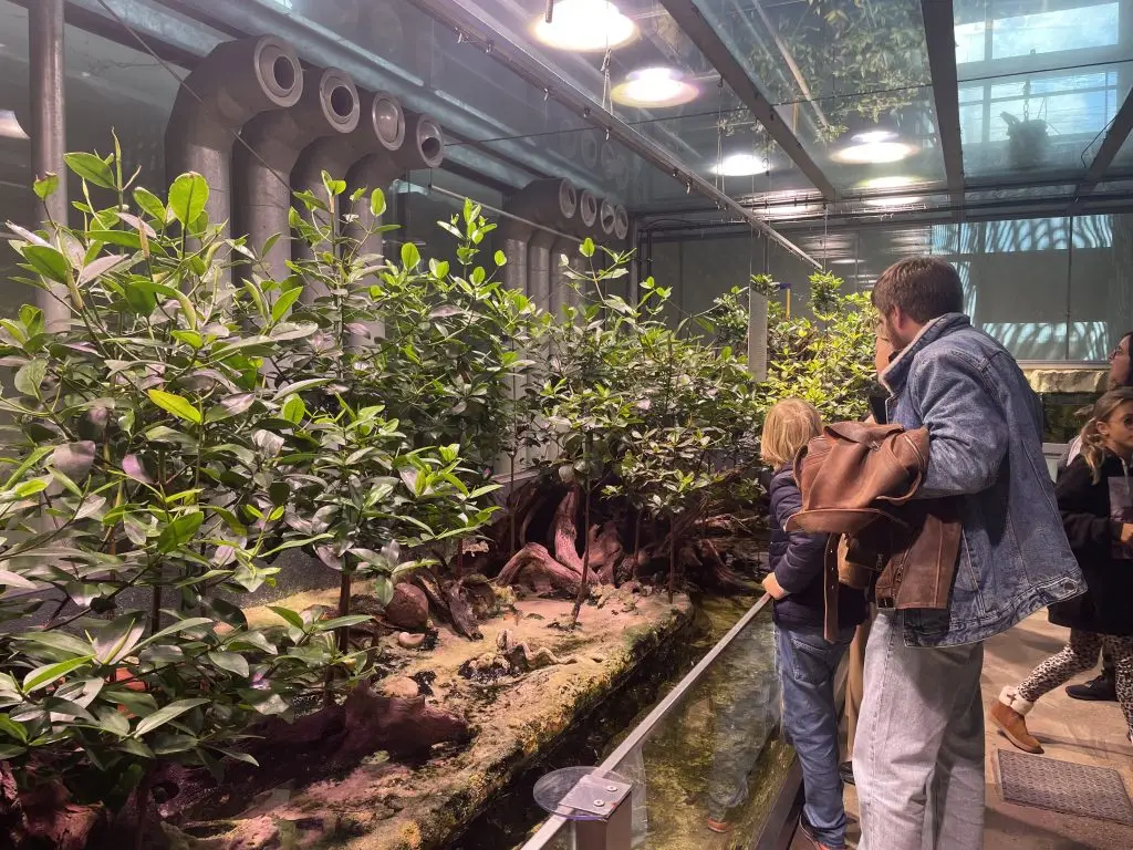 Mangrove de l'exposition bio inspirée