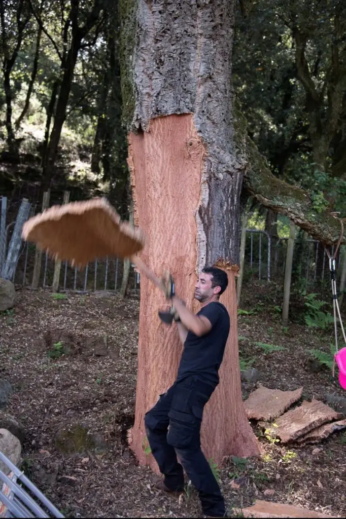 Corse : Découvrir le Liège avec Valere Serra, artisan liégeur