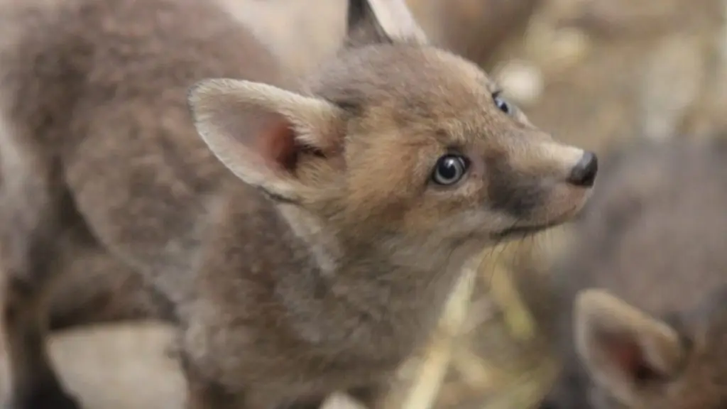 Un animal recueilli par l'Hirondelle