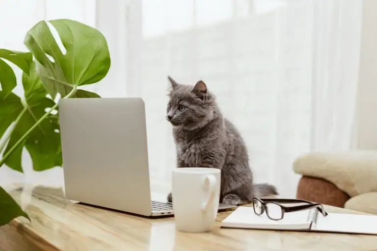 Protéger au mieux ses données sur Internet grâce aux CHATONS