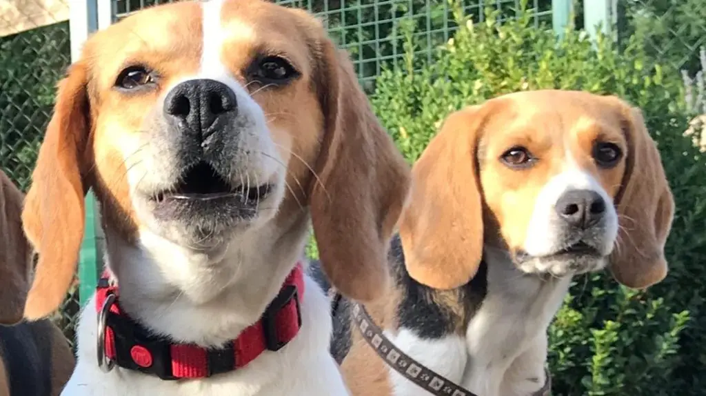 beagles