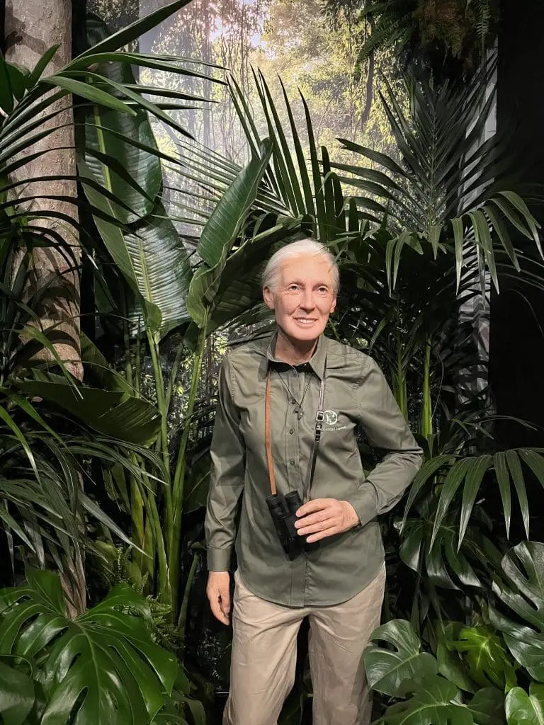 Musée Grévin : qui est la primatologue Jane Goodall ?