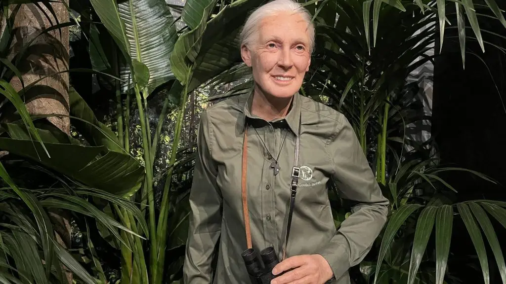 Musée Grévin : qui est la primatologue Jane Goodall ?