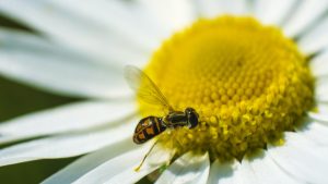 Une abeille qui récolte du pollen