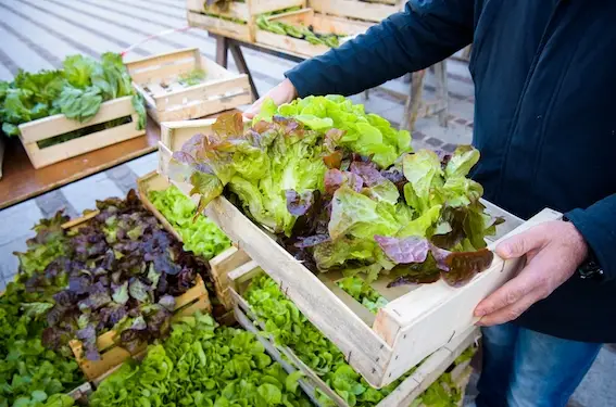 distribution légumes