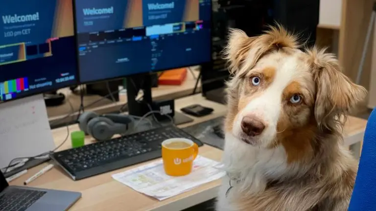 pets at work chien bureau