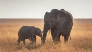 Un éléphant et un éléphanteau