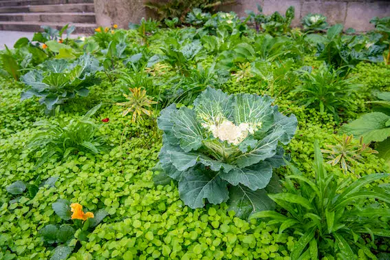 plants de légumes mairie de limoges