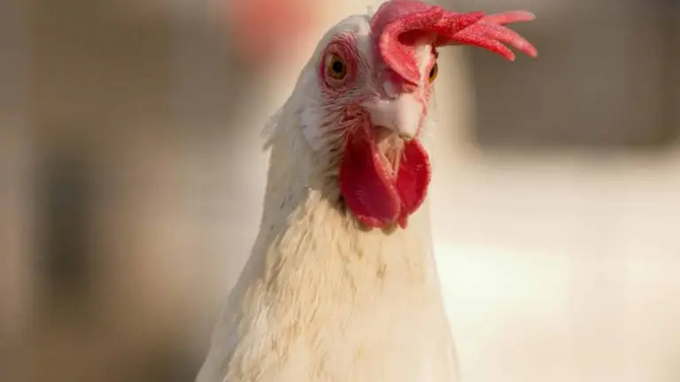 Gros plan sur une poule qui a la crête tombante.