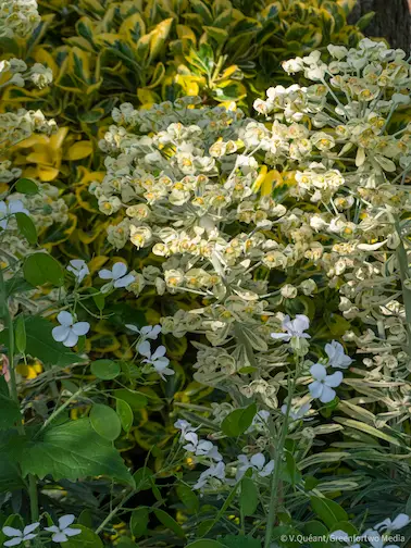 Le Jardin des Couronnes