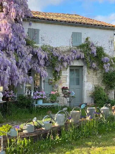 Des Pensées au jardin