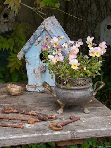 Des Pensées au jardin