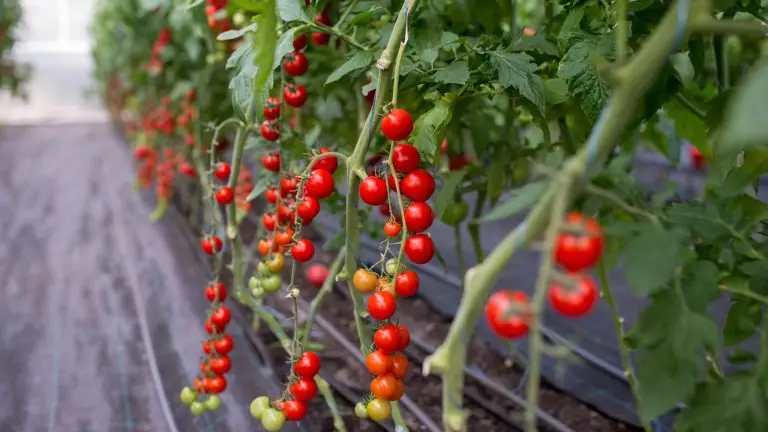 Ydéal : ces producteurs qui prônent la souveraineté alimentaire