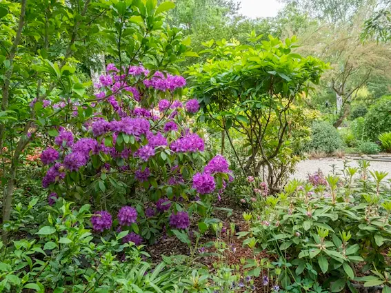 le jardin des Aubépines