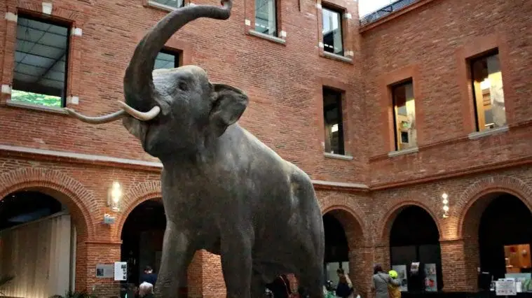 Museum de Toulouse