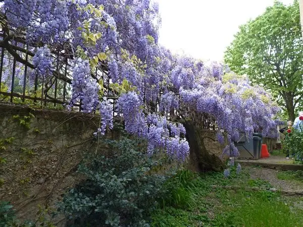 Lyon : Le festival des Glycines célèbre le patrimoine végétal