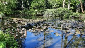 Défi : Créer des zones humides pour préserver les libellules