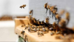 Parcourir 450kms comme une abeille pour sensibiliser à leur protection