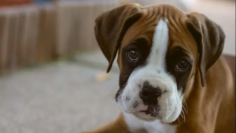 Chiot, boxer, mignon