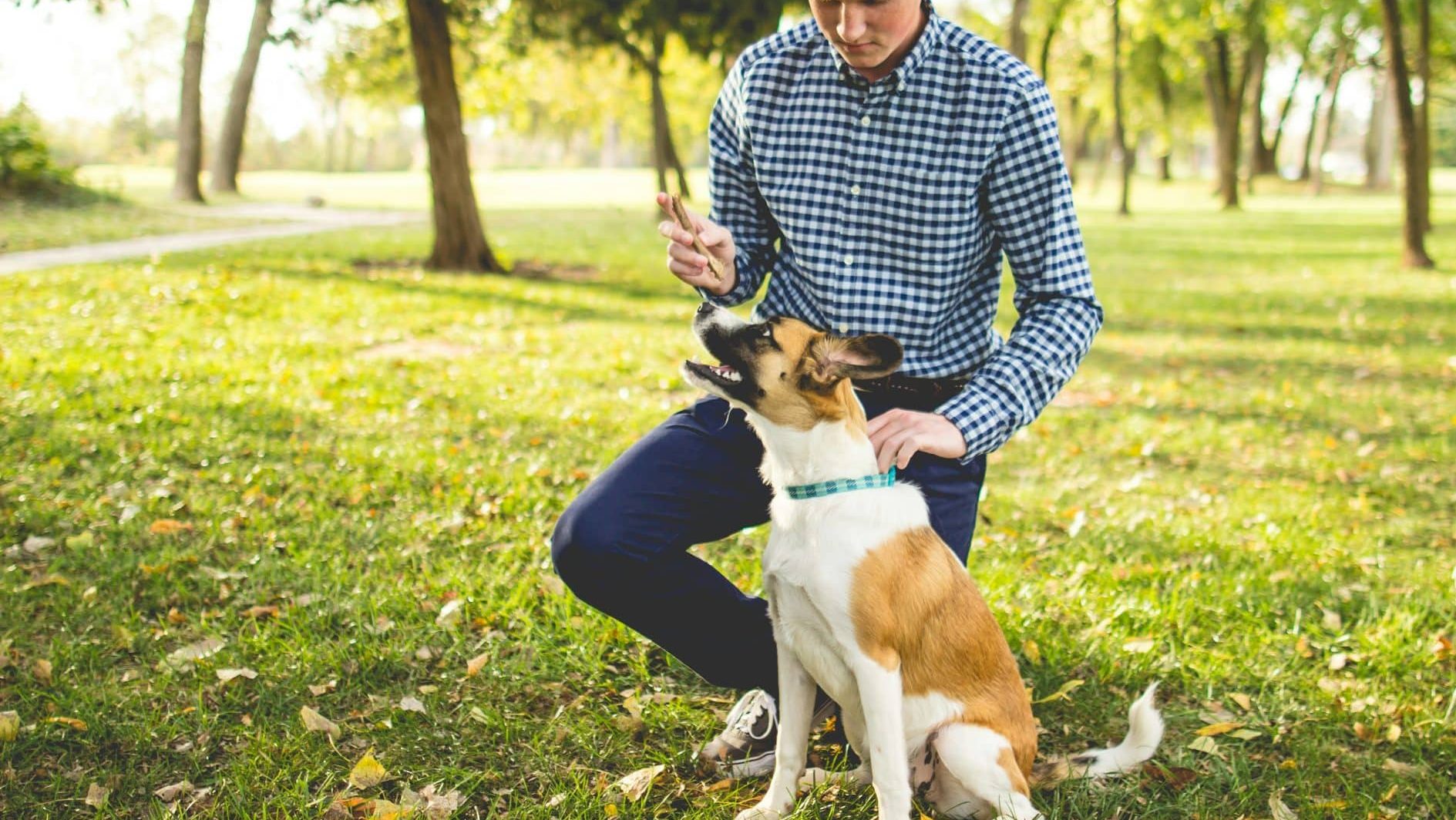 Chiot avec humain