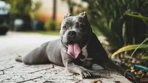 Chien de type pitbull, allongé paisiblement la gueule ouverte